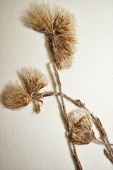 Antennaria rosea arida