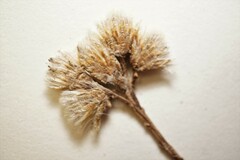 Antennaria rosea arida