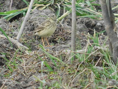 Anthus lutescens