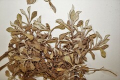 Antennaria rosea arida