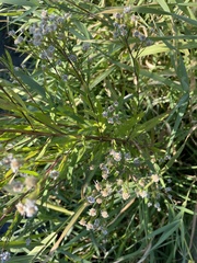 Symphyotrichum