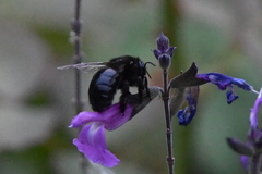 Xylocopa tabaniformis orpifex