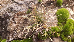 Asplenium septentrionale