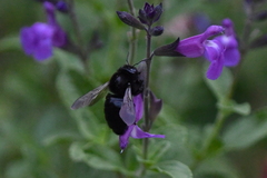 Xylocopa tabaniformis orpifex