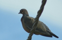 Patagioenas picazuro