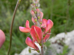 Onobrychis viciifolia