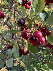 Crataegus douglasii