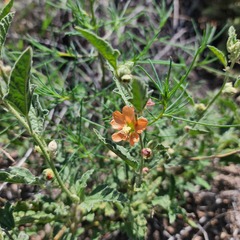 Sphaeralcea hastulata