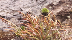 Asplenium septentrionale