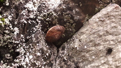 Helicigona lapicida