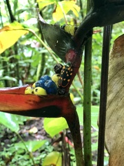 Mahanarva costaricensis