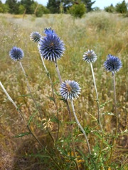 Echinops