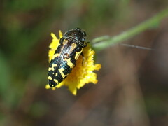 Acmaeodera pulchella