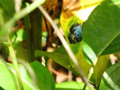Quadrus cerialis