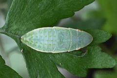 Tituria