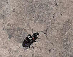 Eriopis connexa