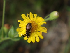 Acmaeodera pulchella