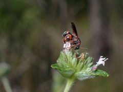 Leucospis slossonae