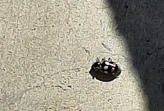 Eriopis connexa
