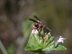 Leucospis slossonae