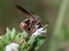 Leucospis slossonae