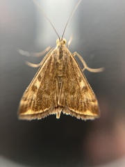 Loxostege sticticalis