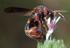 Leucospis slossonae