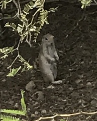 Xerospermophilus tereticaudus