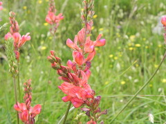 Onobrychis viciifolia