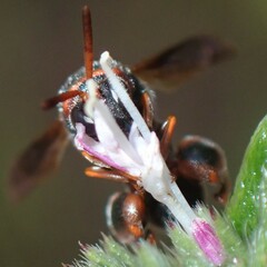 Leucospis slossonae