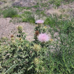 Cirsium ochrocentrum