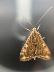 Loxostege sticticalis