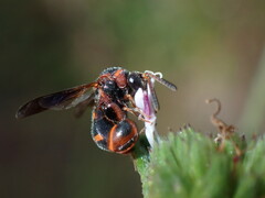Leucospis slossonae
