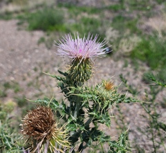 Cirsium ochrocentrum