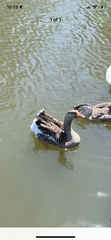 Anser anser domesticus × anser cygnoides domesticus
