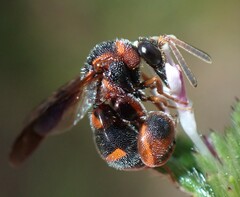 Leucospis slossonae