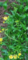 Senecio squalidus