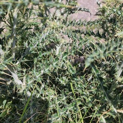 Cirsium ochrocentrum