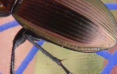 Poecilus versicolor