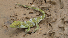 Sauria