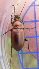 Poecilus versicolor