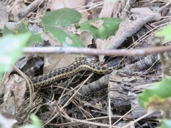 Thamnophis elegans