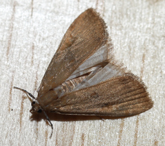 Elophila gyralis