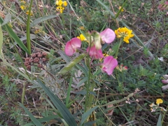 Lathyrus sylvestris