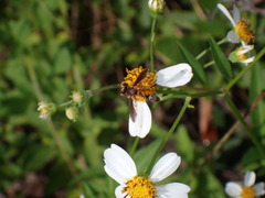 Physocephala sagittaria