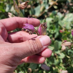 Mirabilis multiflora