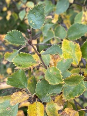 Betula pubescens pumila
