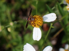 Physocephala sagittaria
