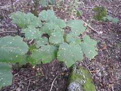 Acer opalus obtusatum