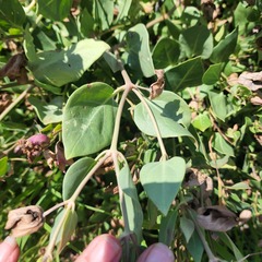 Mirabilis multiflora